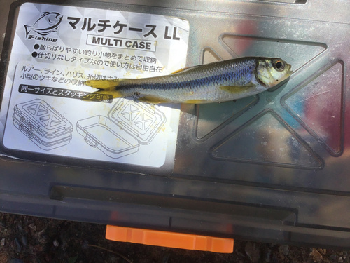 カワムツの釣果