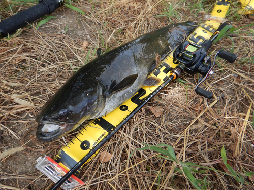 ナマズの釣果