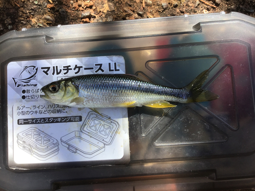 カワムツの釣果