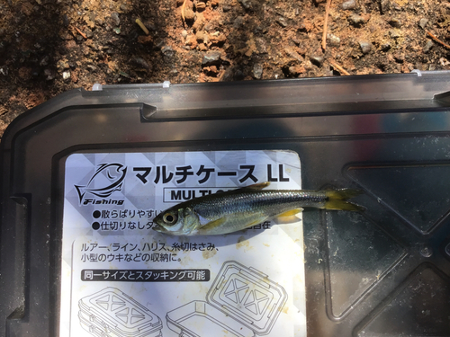 カワムツの釣果