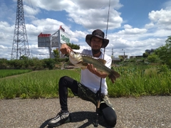 ブラックバスの釣果