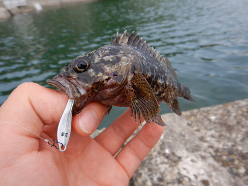 ムラソイの釣果