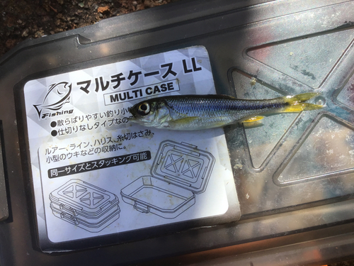 カワムツの釣果