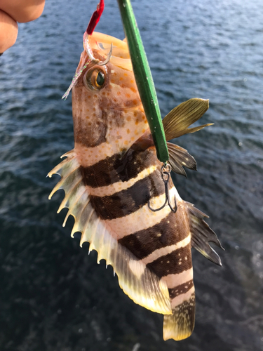 アオハタの釣果