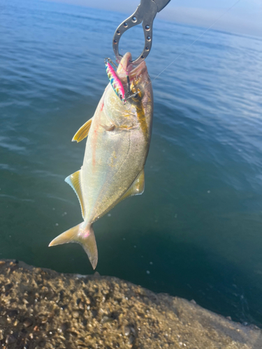 ショゴの釣果