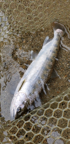 ヤマメの釣果