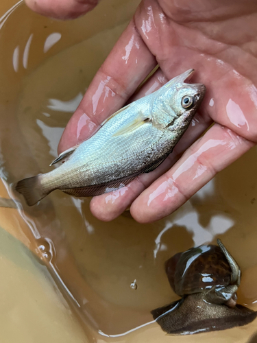 シログチの釣果