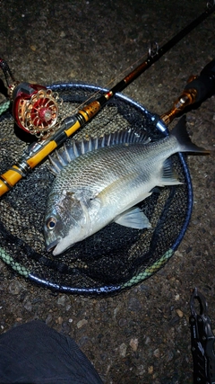 キビレの釣果