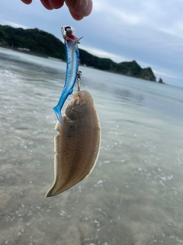 シタビラメの釣果