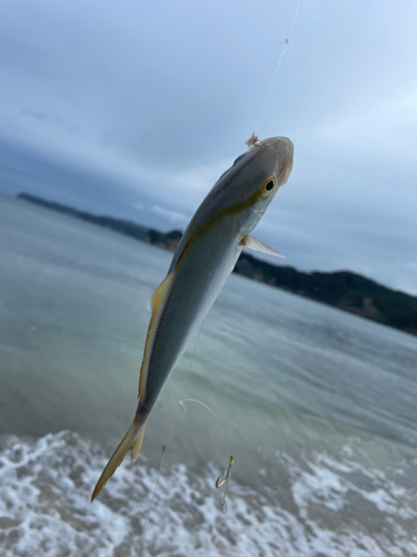 カンパチの釣果