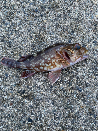 カサゴの釣果