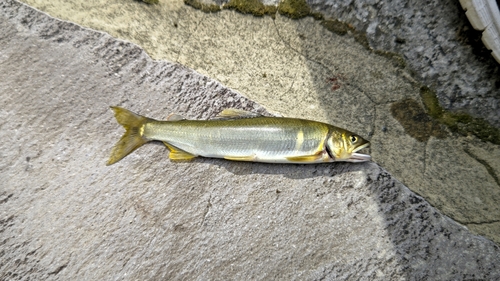 アユの釣果