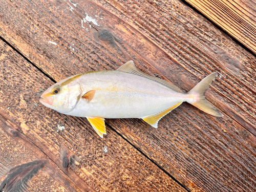 ショゴの釣果