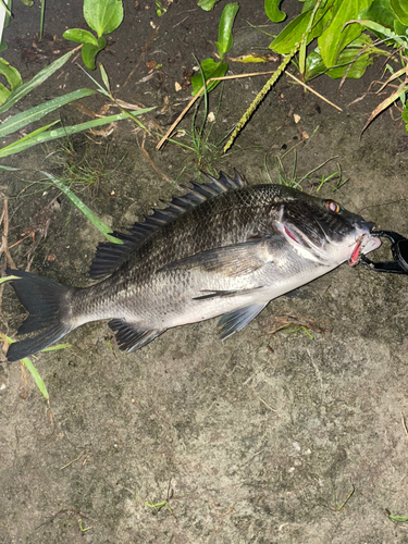 クロダイの釣果