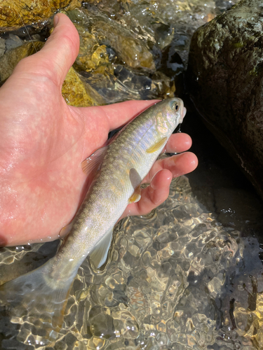 イワナの釣果