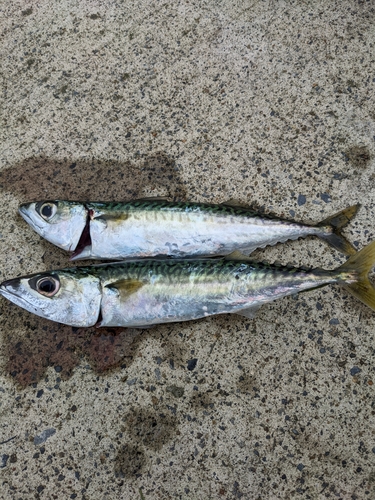 サバの釣果