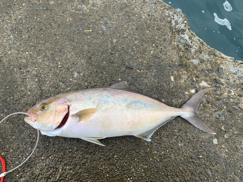 ショゴの釣果