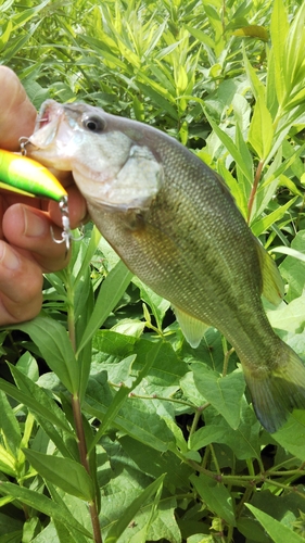 ラージマウスバスの釣果