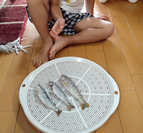 アマゴの釣果