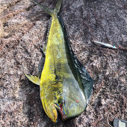 シイラの釣果