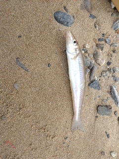 シロギスの釣果