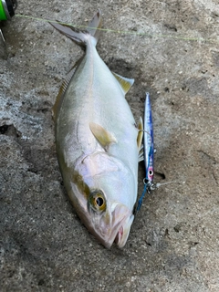 カンパチの釣果