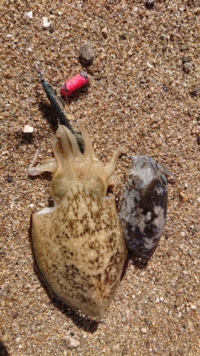 ハリイカの釣果