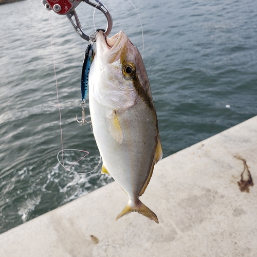 ショゴの釣果