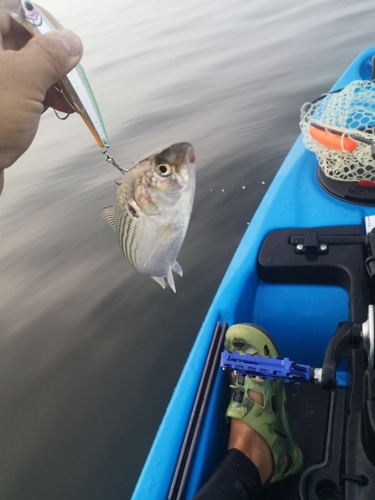 コノシロの釣果