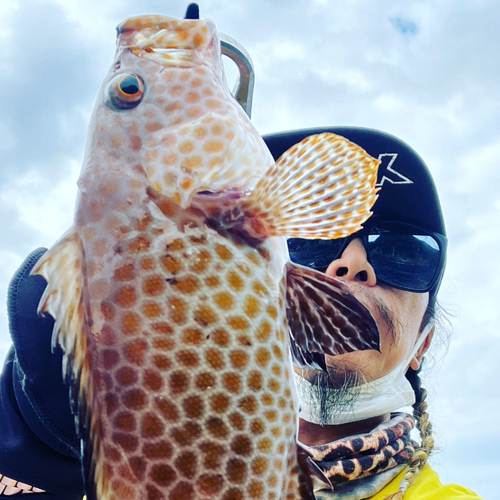 オオモンハタの釣果