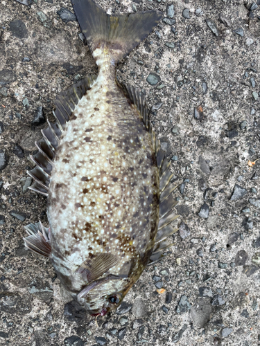 ソウダガツオの釣果