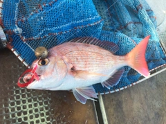 マダイの釣果