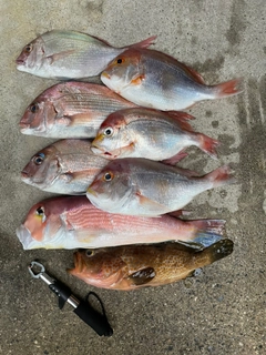 アマダイの釣果