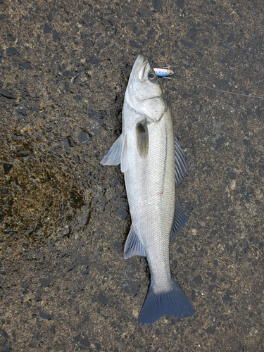 スズキの釣果