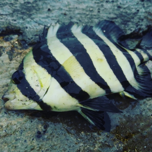 イシダイの釣果