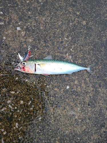 サバの釣果