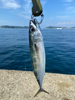 サバの釣果