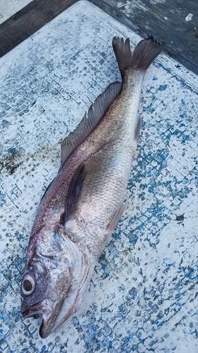 ニベの釣果