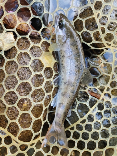 イワナの釣果