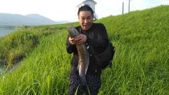 ライギョの釣果