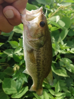 ラージマウスバスの釣果