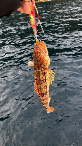 エソの釣果