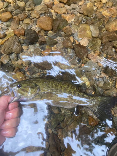 スモールマウスバスの釣果