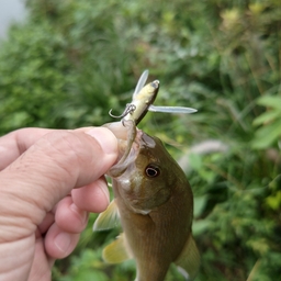 スモールマウスバス