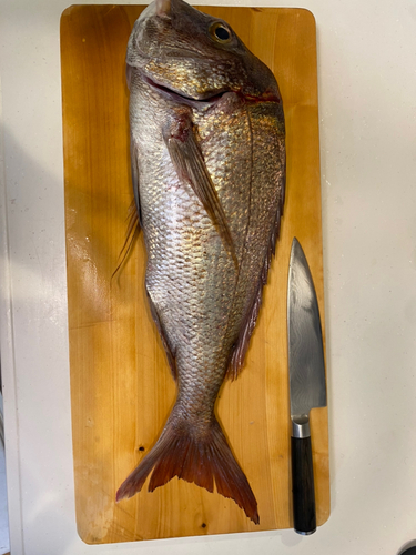 マダイの釣果