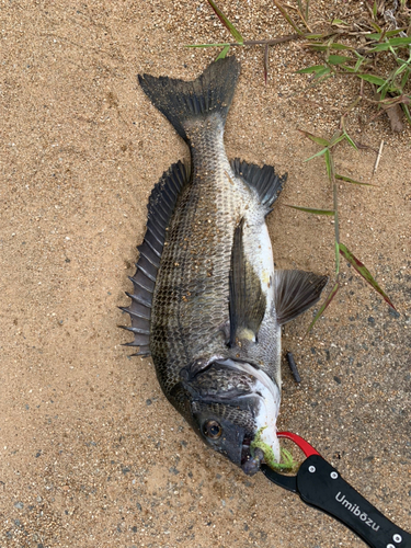 チヌの釣果