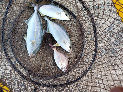 カンパチの釣果