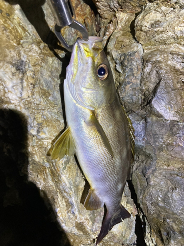 イサキの釣果