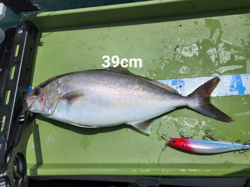 ショゴの釣果