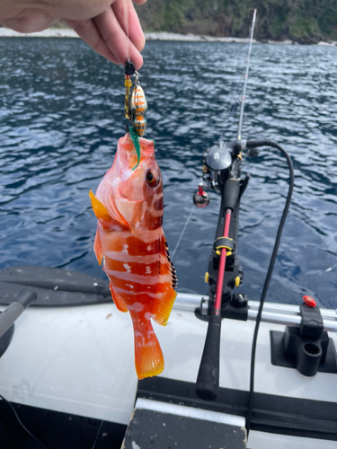 アカハタの釣果